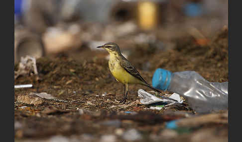 Wiesenschafstelze (Motacilla flava)