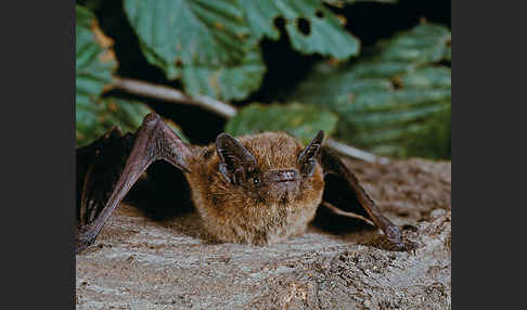 Zwergfledermaus (Pipistrellus pipistrellus)