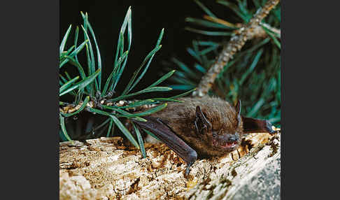 Rauhhautfledermaus (Pipistrellus nathusii)