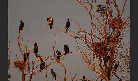 Kormoran (Phalacrocorax carbo)