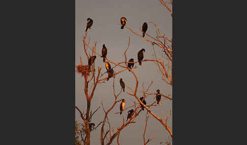 Kormoran (Phalacrocorax carbo)