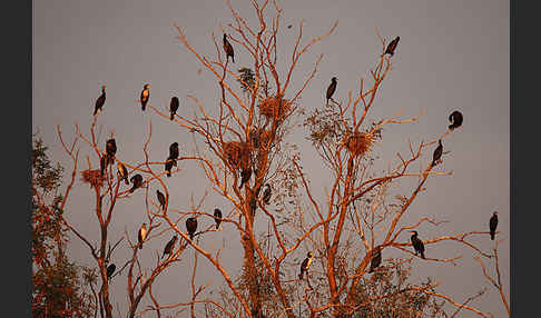 Kormoran (Phalacrocorax carbo)