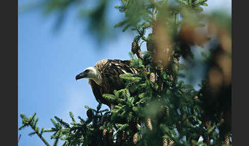 Gänsegeier (Gyps fulvus)