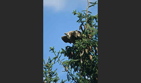 Gänsegeier (Gyps fulvus)