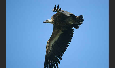 Gänsegeier (Gyps fulvus)