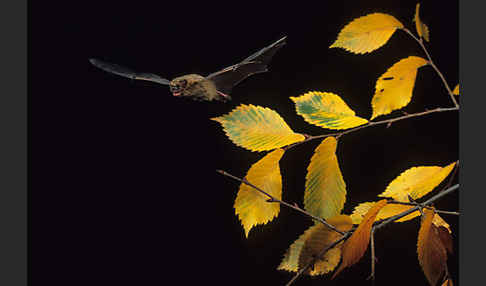 Rauhhautfledermaus (Pipistrellus nathusii)