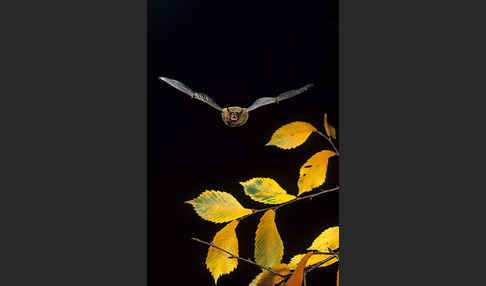 Rauhhautfledermaus (Pipistrellus nathusii)