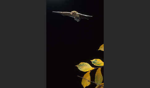 Rauhhautfledermaus (Pipistrellus nathusii)