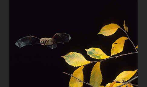 Rauhhautfledermaus (Pipistrellus nathusii)