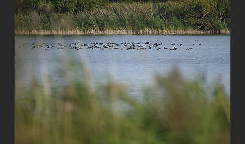 Kormoran (Phalacrocorax carbo)