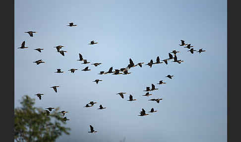 Kormoran (Phalacrocorax carbo)