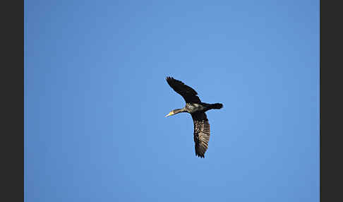 Kormoran (Phalacrocorax carbo)