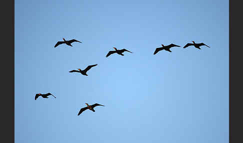 Kormoran (Phalacrocorax carbo)