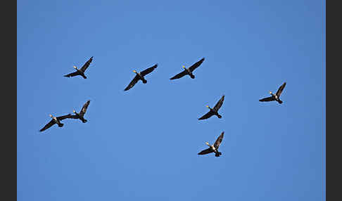 Kormoran (Phalacrocorax carbo)