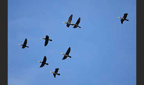 Kormoran (Phalacrocorax carbo)