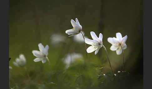 Busch-Windröschen (Anemone nemorosa)