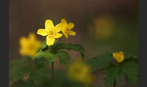 Gelbes Windröschen (Anemone ranunculoides)