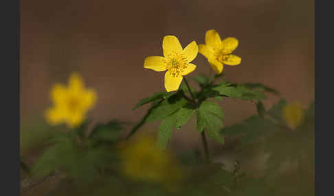 Gelbes Windröschen (Anemone ranunculoides)