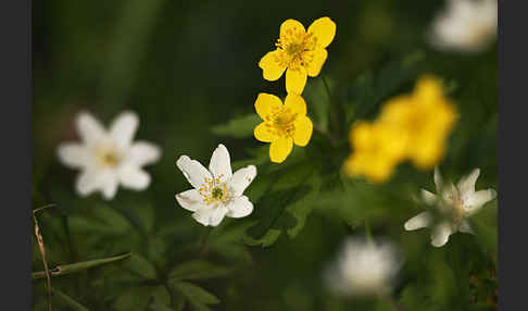 Busch-Windröschen (Anemone nemorosa)