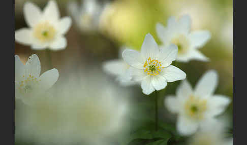 Busch-Windröschen (Anemone nemorosa)