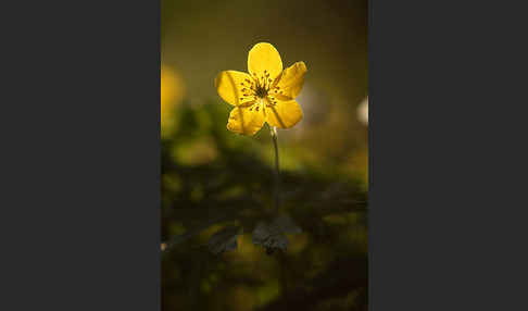 Gelbes Windröschen (Anemone ranunculoides)