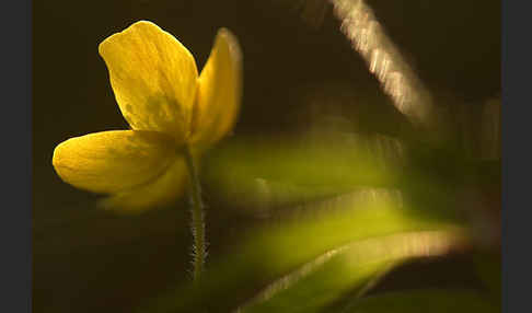 Gelbes Windröschen (Anemone ranunculoides)