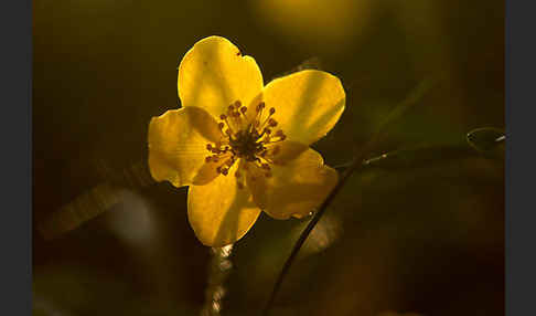 Gelbes Windröschen (Anemone ranunculoides)