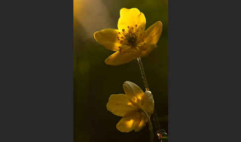 Gelbes Windröschen (Anemone ranunculoides)