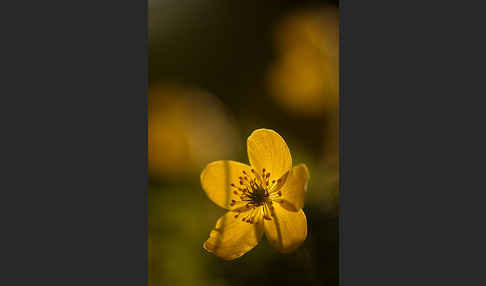 Gelbes Windröschen (Anemone ranunculoides)