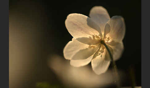 Busch-Windröschen (Anemone nemorosa)