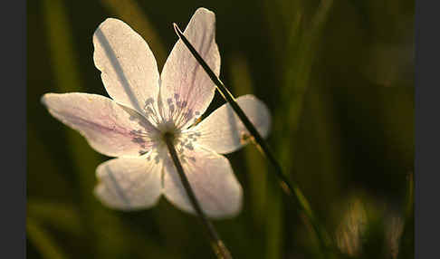 Busch-Windröschen (Anemone nemorosa)