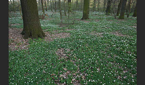 Busch-Windröschen (Anemone nemorosa)