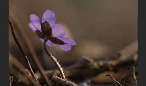 Leberblümchen (Hepatica nobilis)