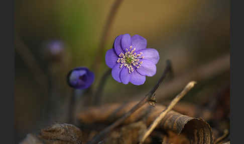 Leberblümchen (Hepatica nobilis)