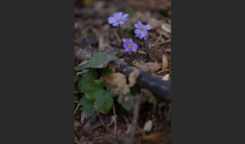 Leberblümchen (Hepatica nobilis)