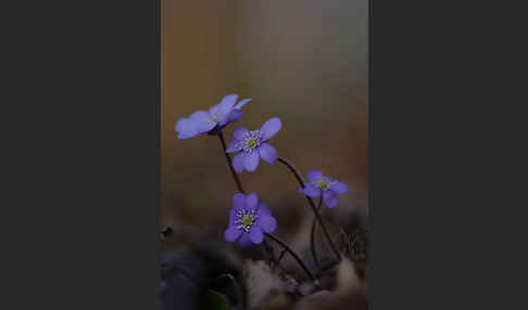 Leberblümchen (Hepatica nobilis)