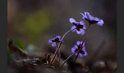 Leberblümchen (Hepatica nobilis)