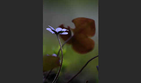 Leberblümchen (Hepatica nobilis)