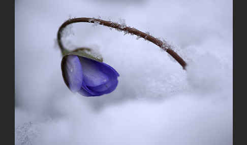 Leberblümchen (Hepatica nobilis)