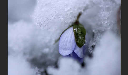 Leberblümchen (Hepatica nobilis)