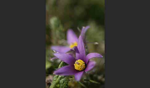 Gemeine Kuhschelle (Pulsatilla vulgaris)