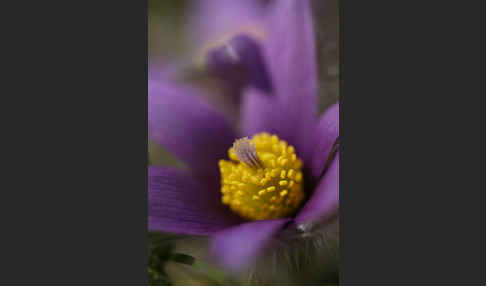 Gemeine Kuhschelle (Pulsatilla vulgaris)