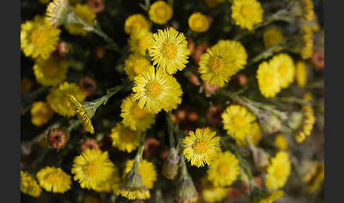 Huflattich (Tussilago farfara)