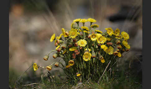 Huflattich (Tussilago farfara)