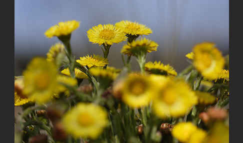 Huflattich (Tussilago farfara)