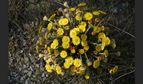 Huflattich (Tussilago farfara)