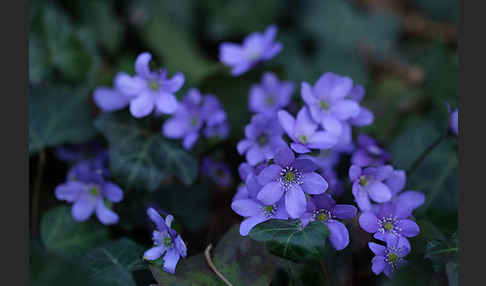 Leberblümchen (Hepatica nobilis)