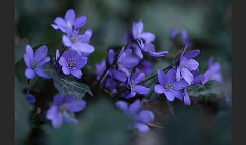 Leberblümchen (Hepatica nobilis)