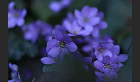 Leberblümchen (Hepatica nobilis)