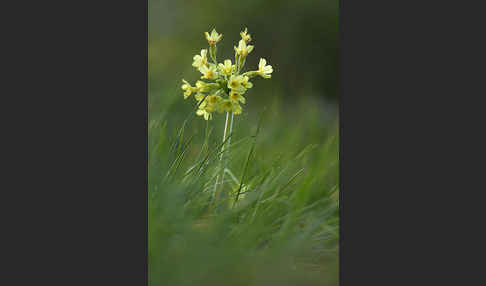 Hohe Schlüsselblume (Primula elatior)